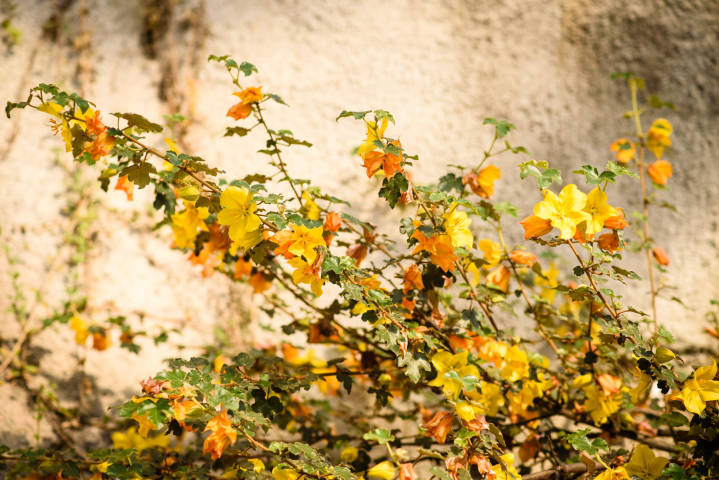 Bernice and Peter - A Rainforest Inspired Wedding At The Eden Project gallery image