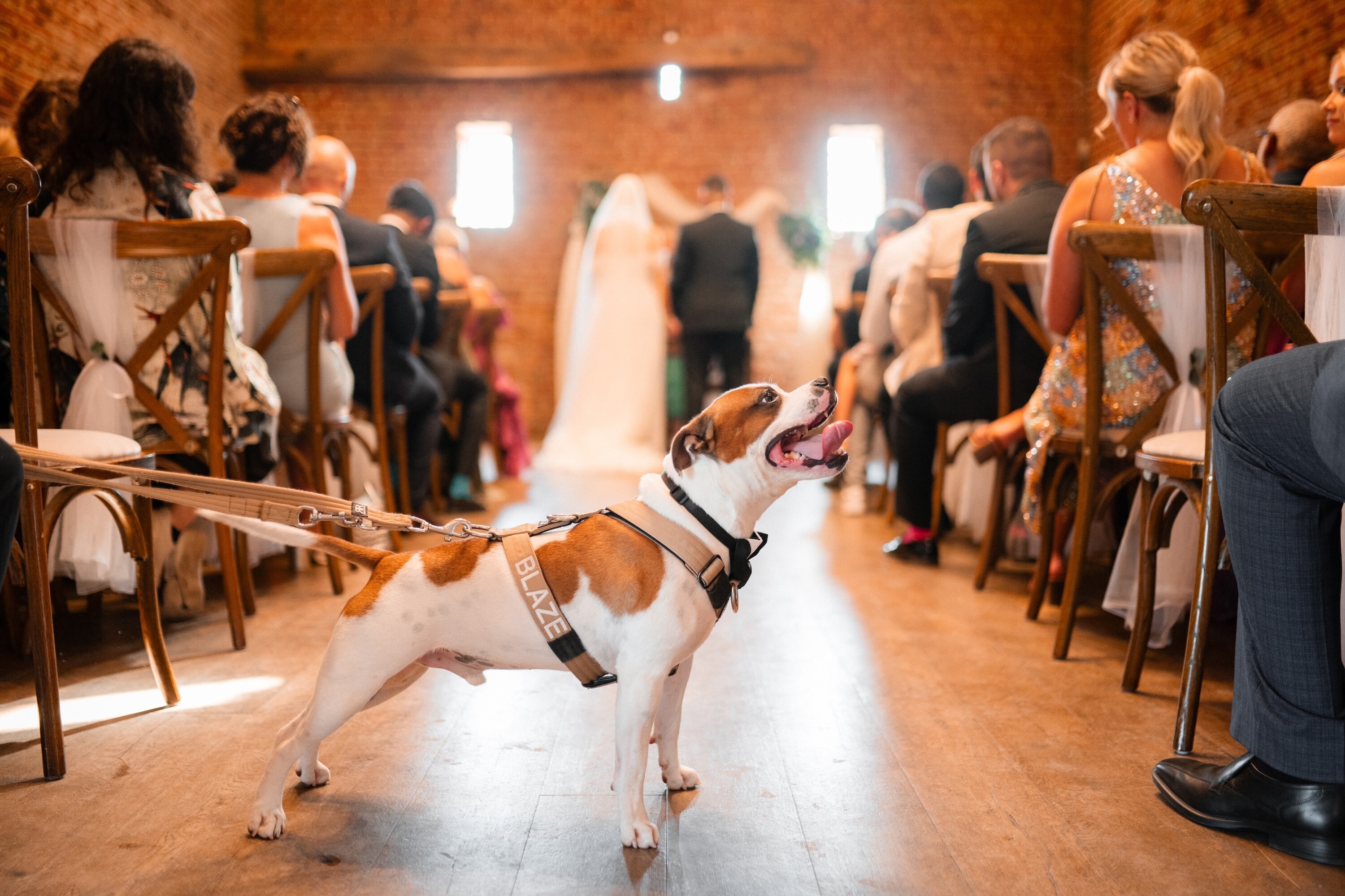 Dog on a lead wearing a bow tie standing in the aisle during an indoor wedding ceremony at Copdock Hall.