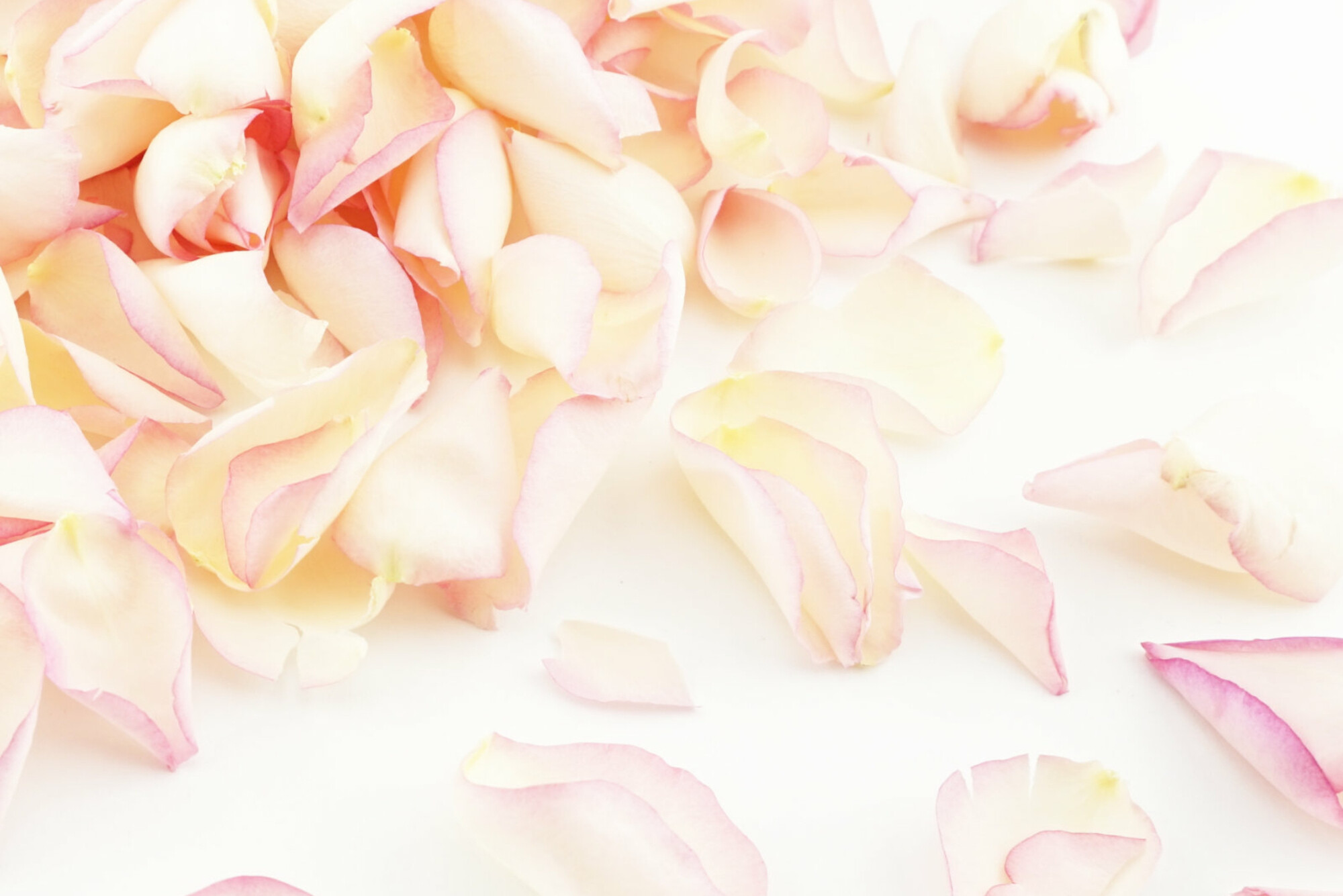 Blushing Bride freeze-dried rose petals from The Dried Petal Company for wedding confetti