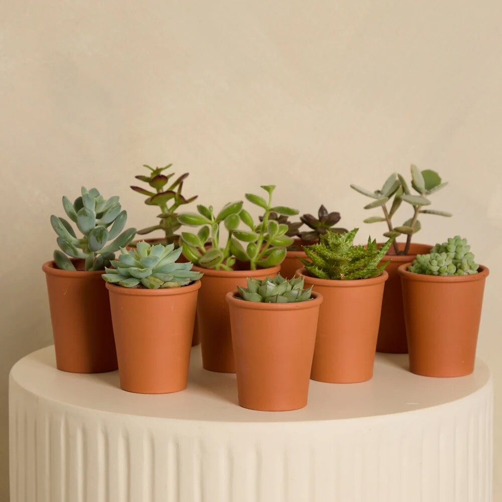 plant pot gift for bridesmaid gifts