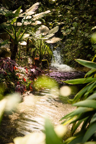 Bernice and Peter - A Rainforest Inspired Wedding At The Eden Project gallery image