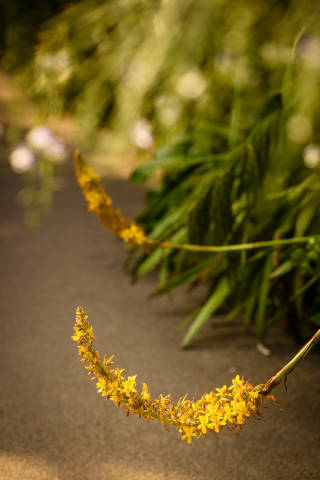Bernice and Peter - A Rainforest Inspired Wedding At The Eden Project gallery image