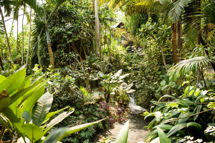 Bernice and Peter - A Rainforest Inspired Wedding At The Eden Project gallery image