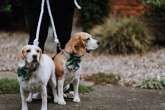 The Bride and Grooms Beagles