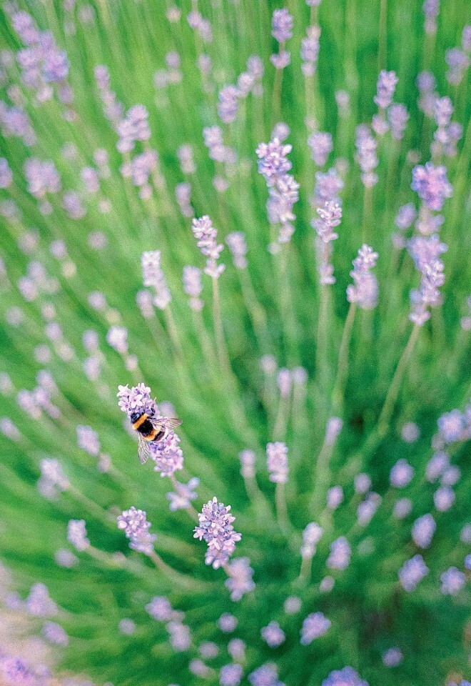 Lavender at Clevedon Hall