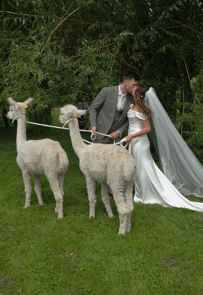 Matt & Jessy Alpaca