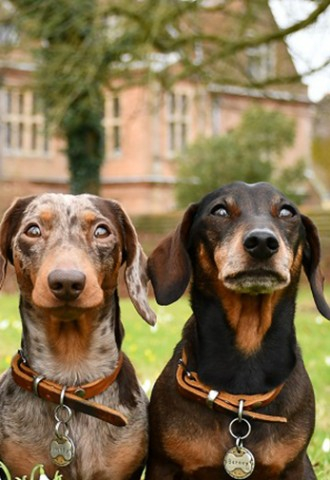Horwood House dog friendly wedding Buckinghamshire