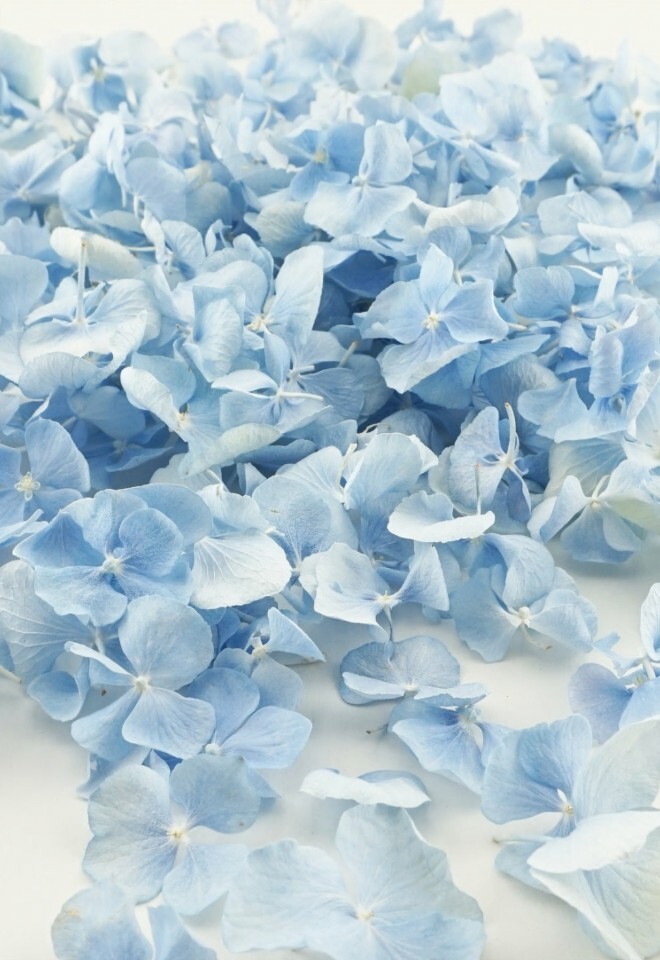 The Dried Petal Companys Biodegradable Wedding Confetti Hydrangea Aquamarine