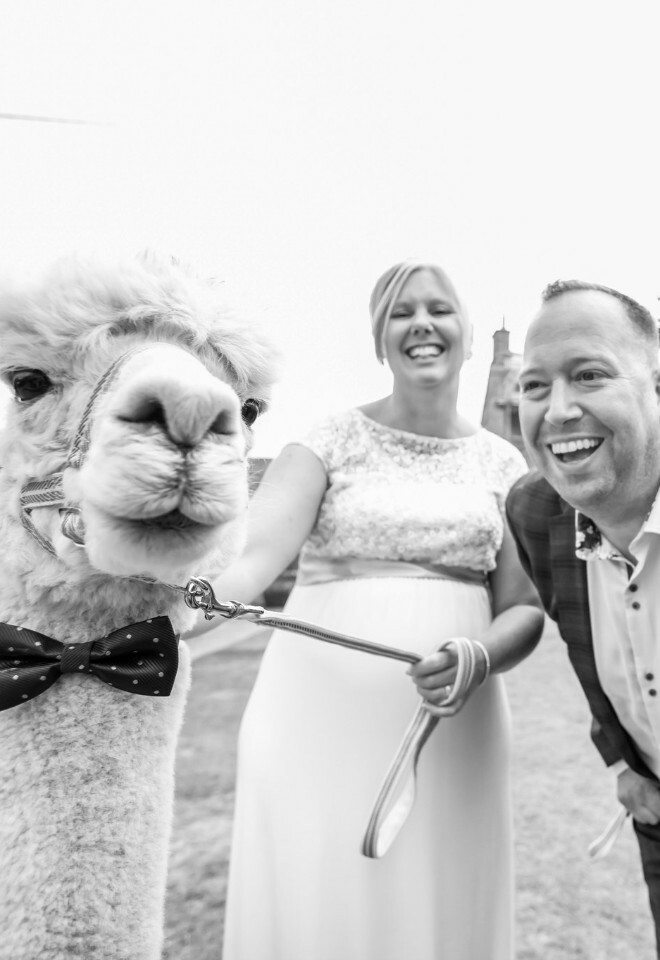bride & groom holding alpacas at their wedding