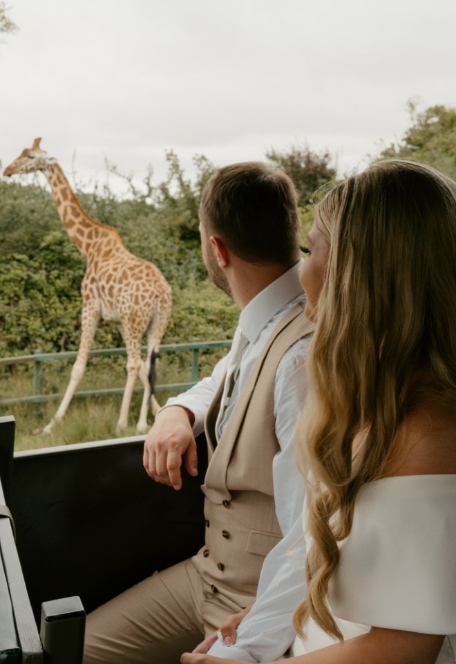 Giraffe on safari