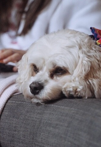 Dog on wedding day