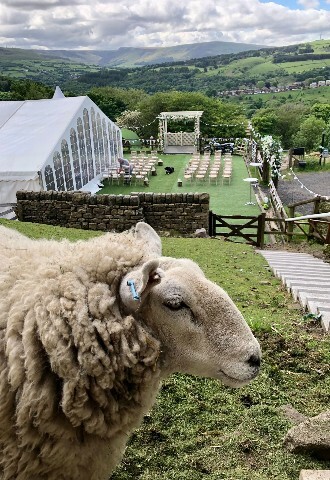 Who says Sheep cannot 'photo bomb'