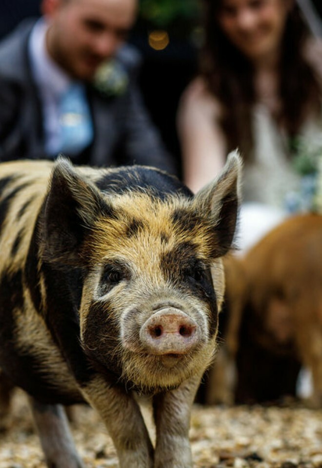 South Farm Barn & Outisde wedding venue in Cambridgeshire & Hertfordshire