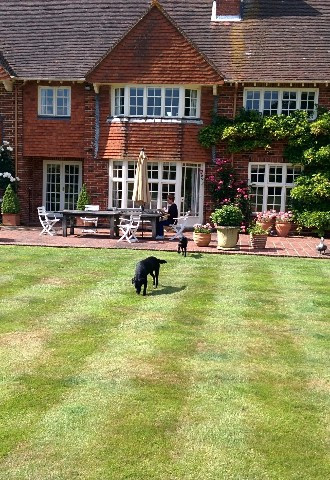 Wedding day pet chaperone, Very Important Pets and Properties, North London