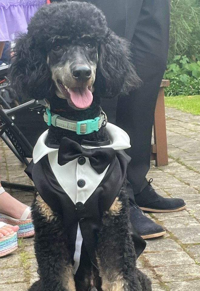 Pet friendly weddings
