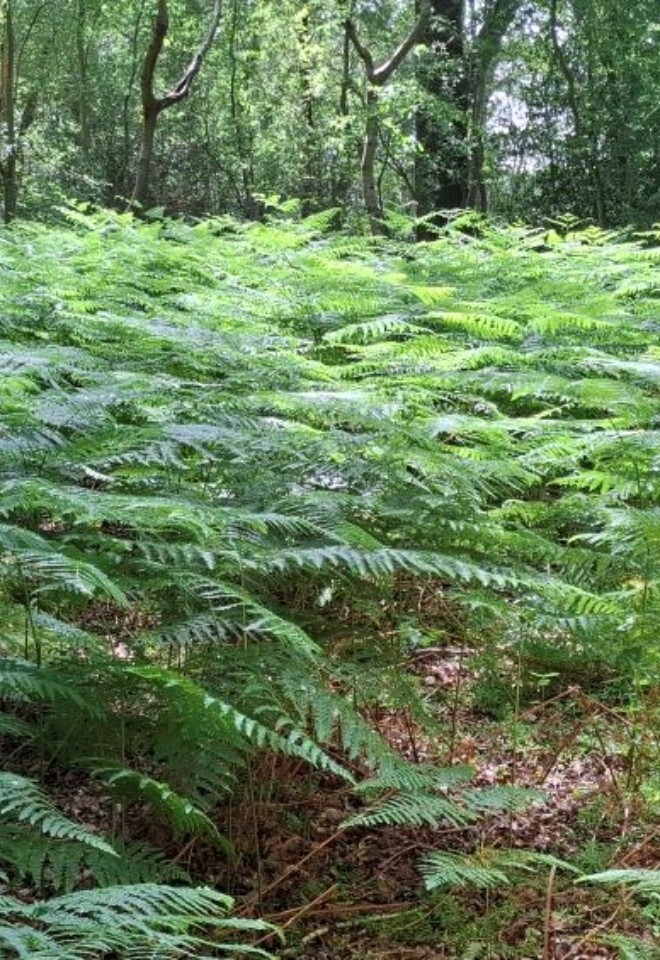 Our beautiful ferns