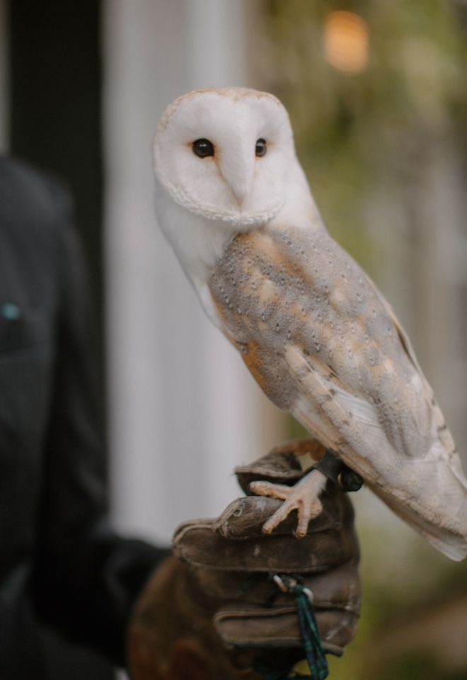 Owl ring delivery