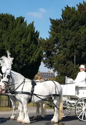 Pumpkin Cinderella pumpkin carriage wedding transport