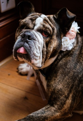 Dog-friendly Scottish wedding venue
