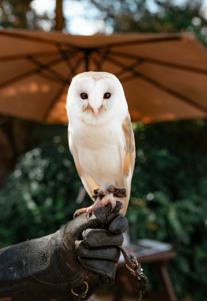 Owl ring delivery