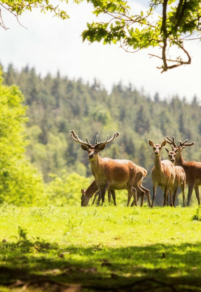 The Deer courtesy Ben Simmonds Photography
