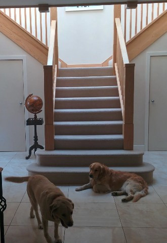 Pet chaperone for your wedding day, Very Important Pets and Properties, Surrey