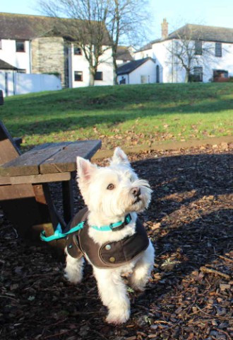 The Cabin - Cafe & Bar (Dog friendly)- China Fleet Country Club, Saltash, Cornwall