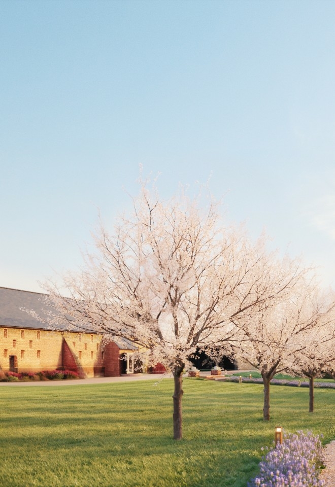 New tree lined walkway with lavender at Copdock Hall wedding venue in Suffolk