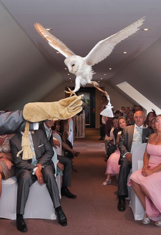 Owl delivering wedding rings to bride and groom during wedding ceremony