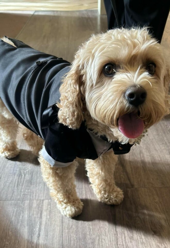 dog friendly wedding venue