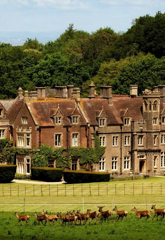 The Deer at St Audries Park by Ben Simmonds 