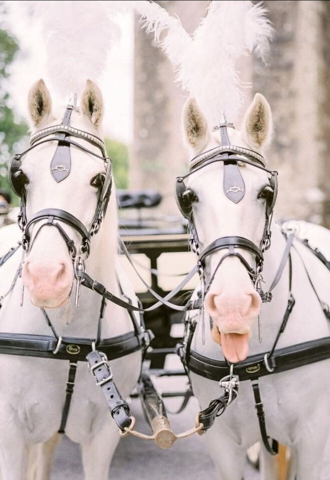 Beautiful white horses pulling horse drawn wedding carriage in Gloucestershire