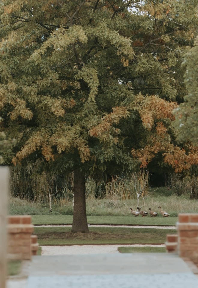 Oak Tree at Silchester Farm