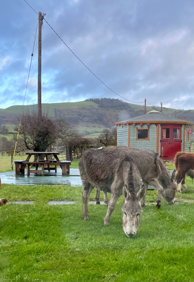 Mini cows and donkeys