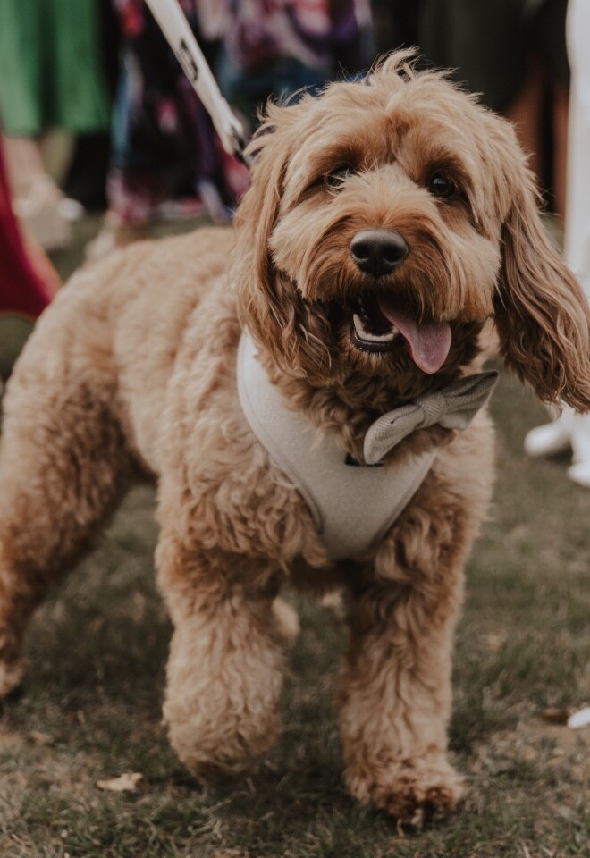 Dog Friendly Wedding Venue