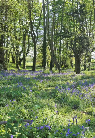 The woodland at Ty Fry Manor, Anglesey, North Wales