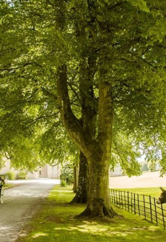 Molly & Tigger welcoming Guests