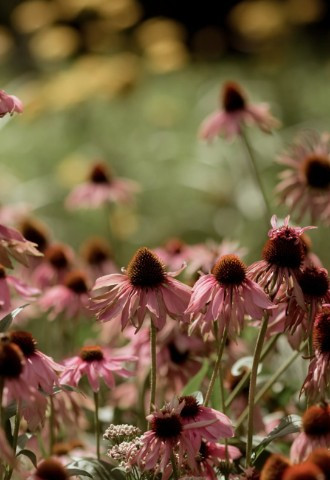 Berwick Lodge Gardens