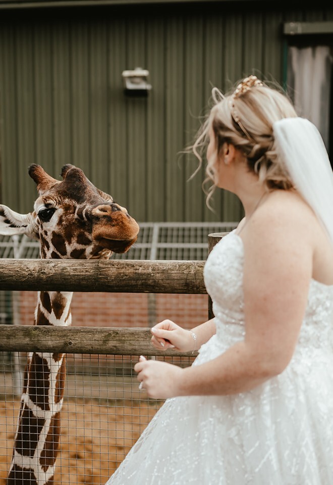 Giraffe feed wedding day Applewood Hall Banham Zoo