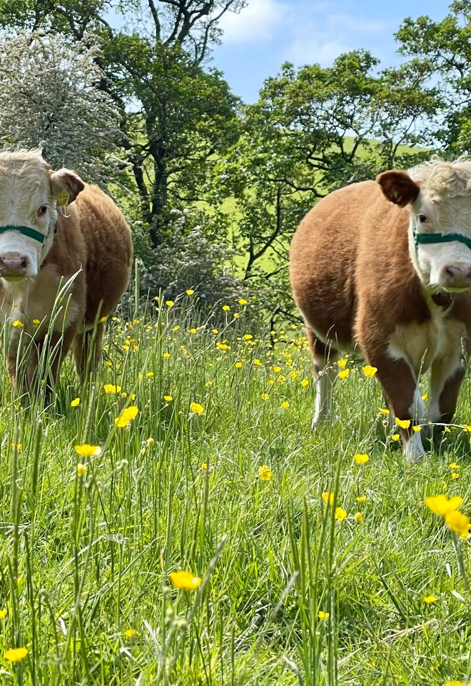 Ben and Jerry miniature Hereford bullocks