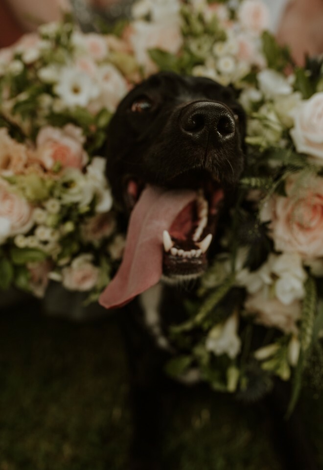 Dog friendly wedding venue, fur baby