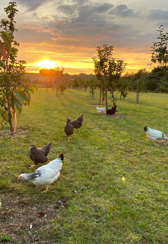 Hens in the field of The Chilterns View