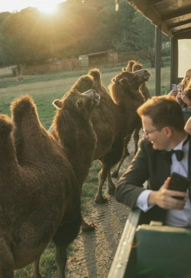 Camels on Safari