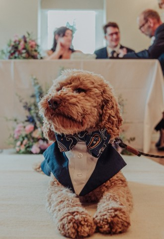 Dog at wedding at Widbrook Grange - a dog-friendly wedding venue in Wiltshire