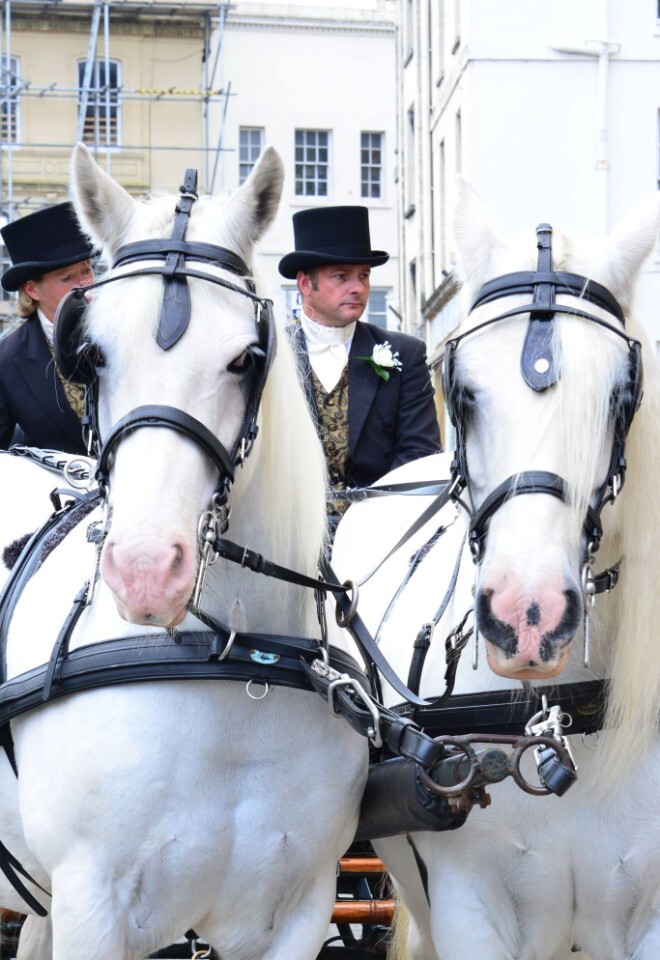 wedding horse drawn carriage hire gloucestershire white horses pulling black carriage