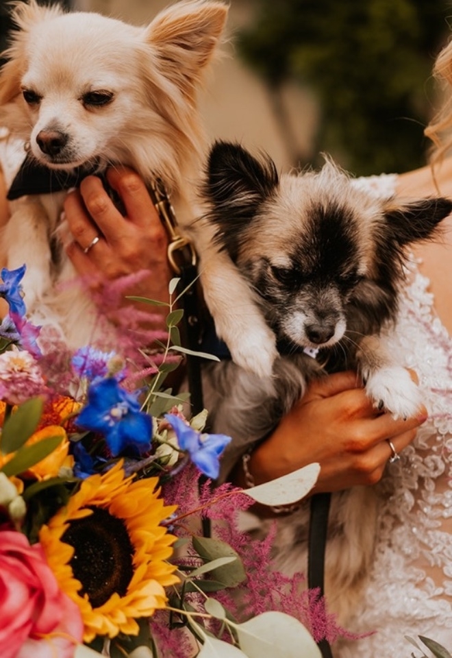 Brides with their Dogs 