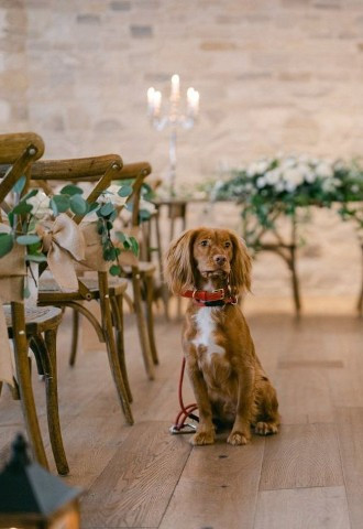 Pooch sits in the wedding aisle at Wild Thyme and Honey