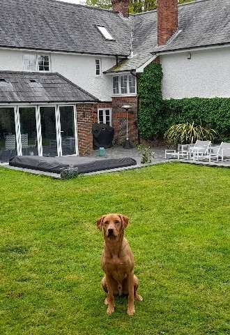 Wedding day dog sitter, Very Important Pets and Properties, Surrey