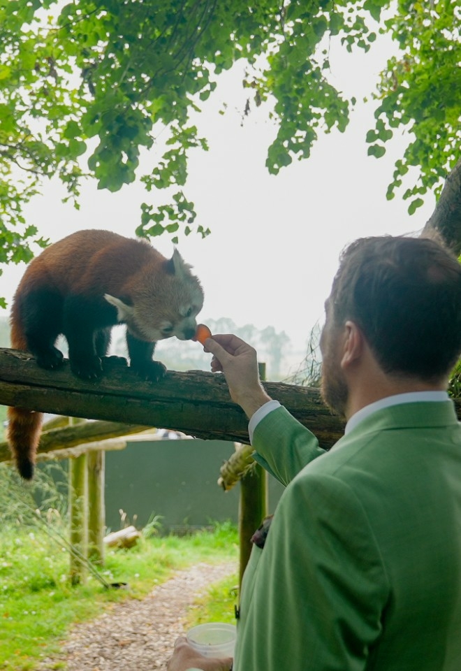 Red Panda Feed