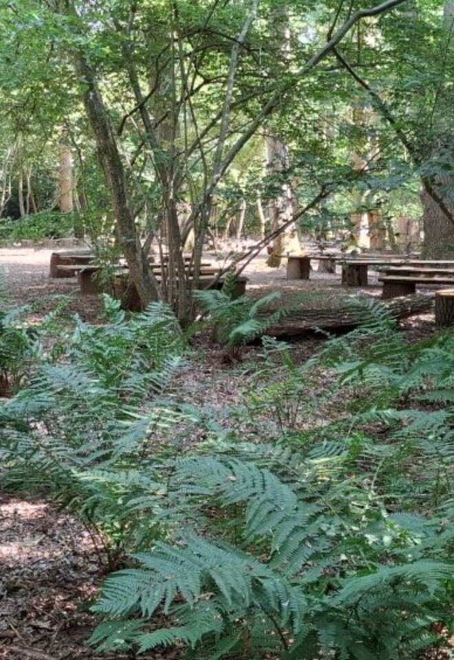 Benches and ferns